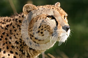 Cheetah - Big Cat Sanctuary