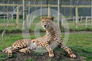 Cheetah at the Big Cat Sanctuary