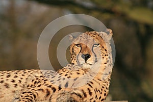 Cheetah at the Big Cat Sanctuary