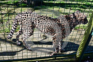 Cheetah, Big Cat Sanctuary, Smarden, Kent, England, UK