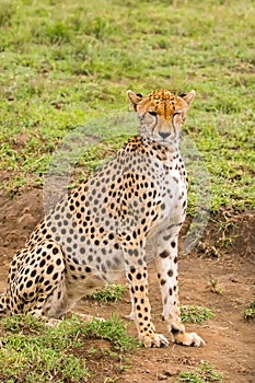 Cheetah with black tear line, fastest land animal with spotty markings at Serengeti National Park in Tanzania, Africa