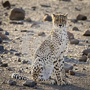 Cheetah in Botswana, Africa