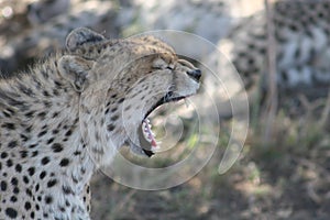 Cheetah Botswana Africa savannah wild animal mammal