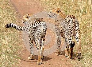 Cheetah brother's in Masai Mara.