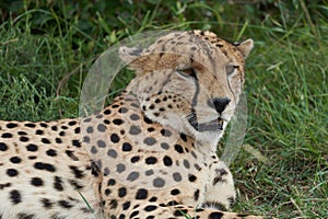Cheetah Brothers Africa Safari Masai Mara Portrait