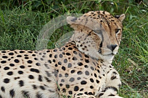 Cheetah Brothers Africa Safari Masai Mara Portrait