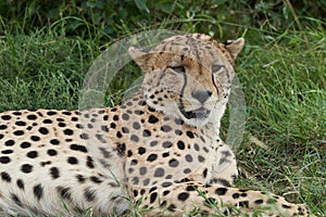 Cheetah Brothers Africa Safari Masai Mara Portrait