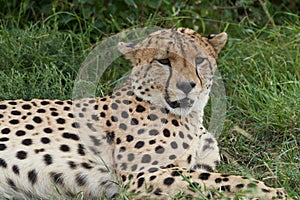 Cheetah Brothers Africa Safari Masai Mara Portrait