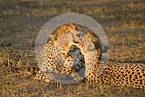 Cheetah brothers grooming