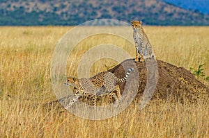 Cheetah brothers on the Kalahari plains