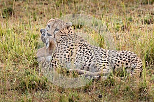 Cheetah brothers on the Kalahari plains