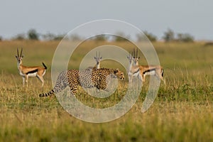 Cheetah brothers on the Kalahari plains