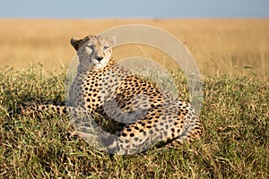 Cheetah brothers on the Kalahari plains