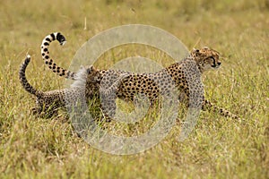 Cheetah brothers on the Kalahari plains