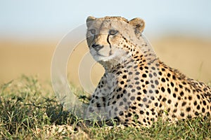 Cheetah brothers on the Kalahari plains