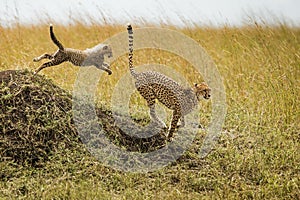 Cheetah brothers on the Kalahari plains