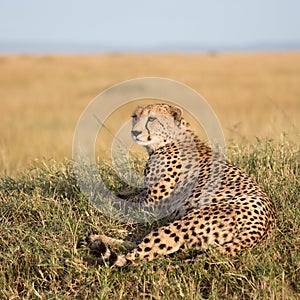 Cheetah brothers on the Kalahari plains