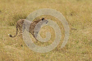 Cheetah brothers on the Kalahari plains