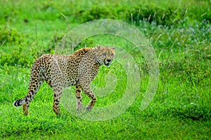 Cheetah brothers on the Kalahari plains