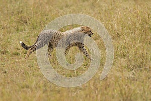 Cheetah brothers on the Kalahari plains