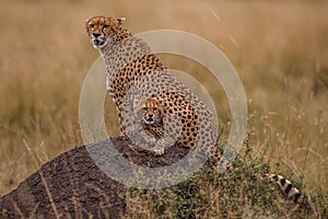 Cheetah brothers on the Kalahari plains