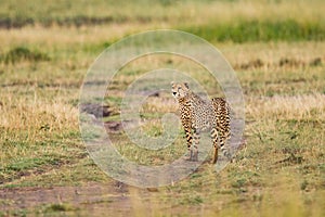 Cheetah brothers on the Kalahari plains