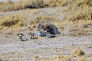 Cheetah brothers preening each other