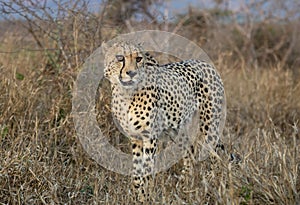 Cheetah in the bush in South Africa