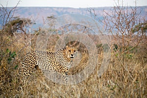 Cheetah in the bush in South Africa