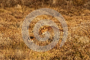 Cheetah camouflaged in the bush