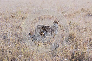 Cheetah camouflaged in dry grass - Serengeti National Park, Northern Tanzania, Africa