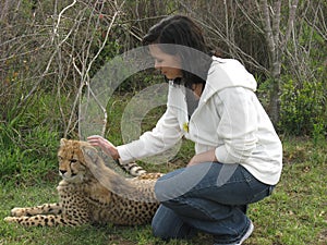 Cheetah in captivity