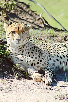 Cheetah captured in masai Mara national reserve relaxing using Canon EOS 4000d accompanied by a Tamron lens 70-300mm