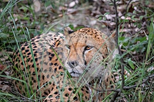 Cheetah from cat family resting in savannah grass, in Imire Rhino & Wildlife Conservancy National Park