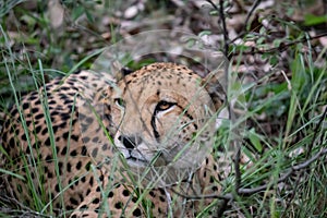 Cheetah from cat family resting in savannah grass, in Imire Rhino & Wildlife Conservancy National Park