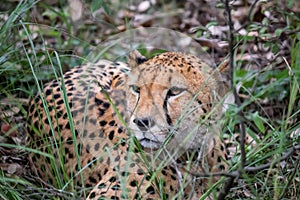 Cheetah from cat family resting in savannah grass, in Imire Rhino & Wildlife Conservancy National Park, Zimbabwe