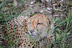 Cheetah from cat family resting in savannah grass, in Imire Rhino & Wildlife Conservancy National Park, Zimbabwe