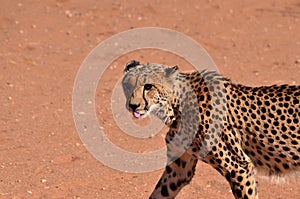 Cheetah cat kalahari desert savannah walking on sand Namibia Africa