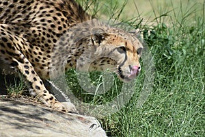 Cheetah Cat Licking His Nose with his Pink Tongue
