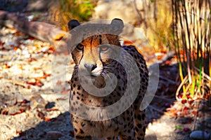 Cheetah cat native to Africa