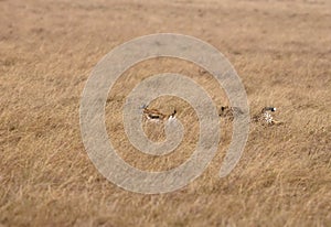 Cheetah chase of  Thomson Gazelle, Masai Mara