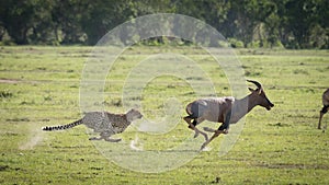 Cheetah chasing adult Topi at full speed in Masai Mara Kenya