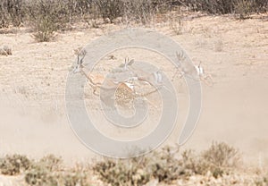 Cheetah chasing Springbok