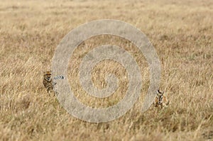 Cheetah chasing a Thomson Gazelle