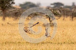 Cheetah chasing Thomson gazelle among whistling thorns photo