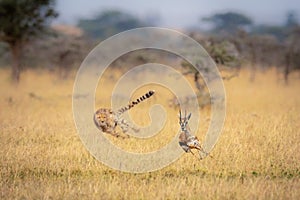 Cheetah chasing Thomson gazelle among whistling thorns