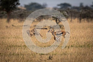 Cheetah chasing two Thomson gazelle in savannah photo