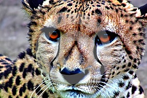 Cheetah. Cheetah portrait. Cheetah in the savanna. International Cheetah Day. Wild animal.