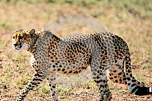 Cheetah. Cheetah portrait. Cheetah in the savanna. International Cheetah Day. Wild animal.