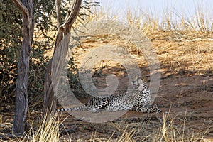 Cheetah in Kgalagari transfrontier park, South Africa